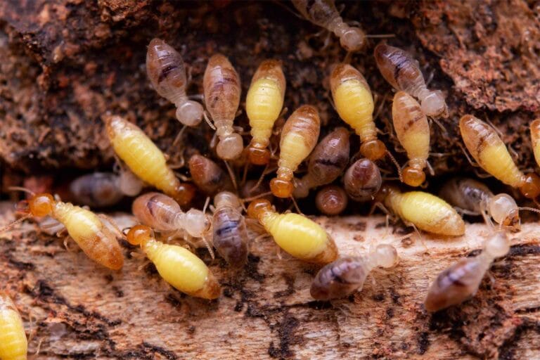 Termites eating wooden planks inside a house