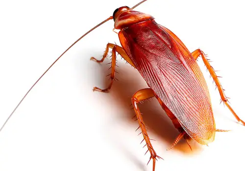 American Cockroach (Periplaneta americana)