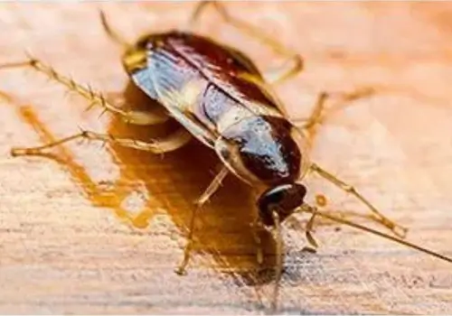 Brown-Banded Cockroach (Supella longipalpa)