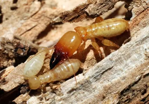Dampwood Termites