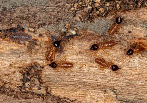 Drywood Termites