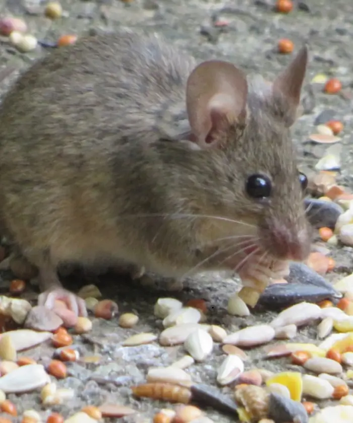 House Mice (Mus musculus)