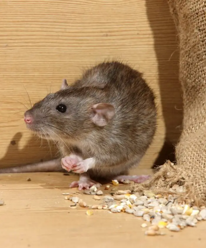 Norway Rats (Rattus norvegicus)
