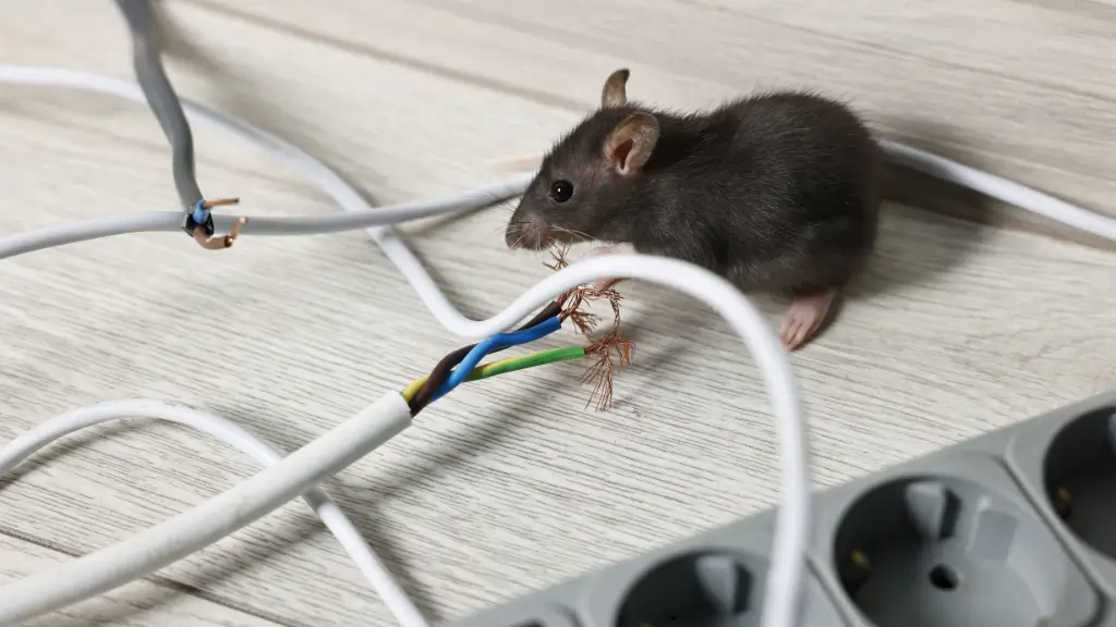 Rodent Control abu dhabi