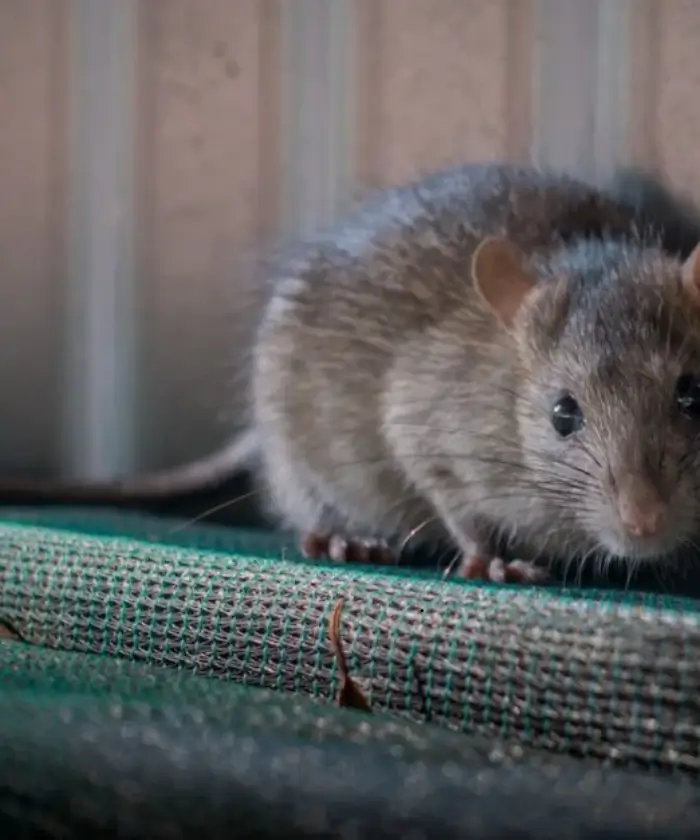 Roof Rats (Rattus rattus)