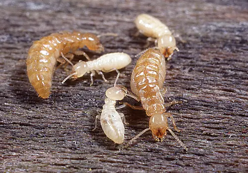 Subterranean termites close-up