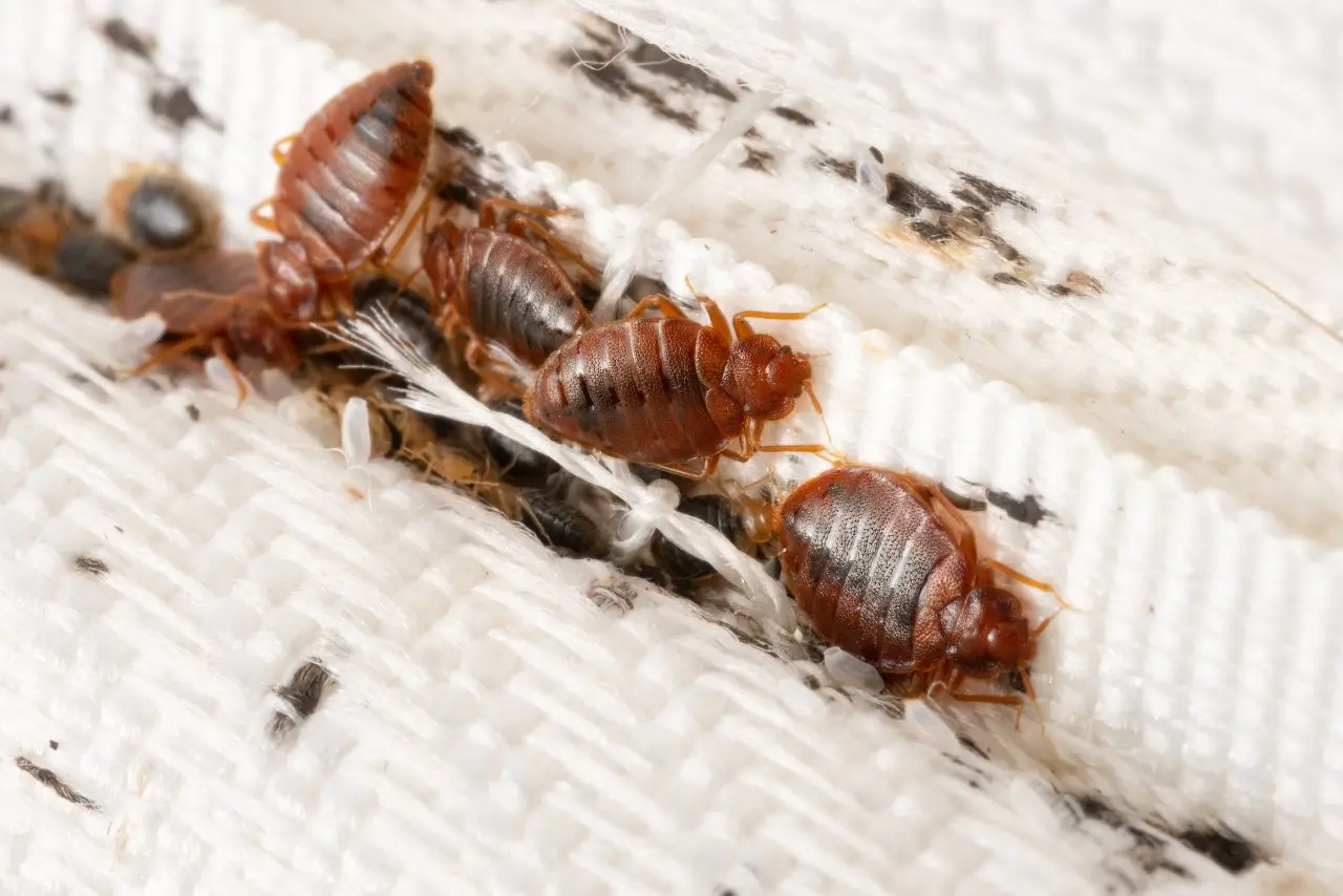 american bite bed bug control