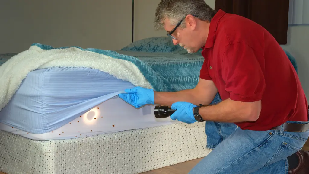 bed bug pest control (1