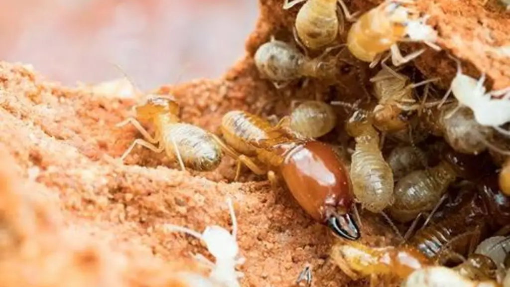 Termite pest control treatment in Mussafah