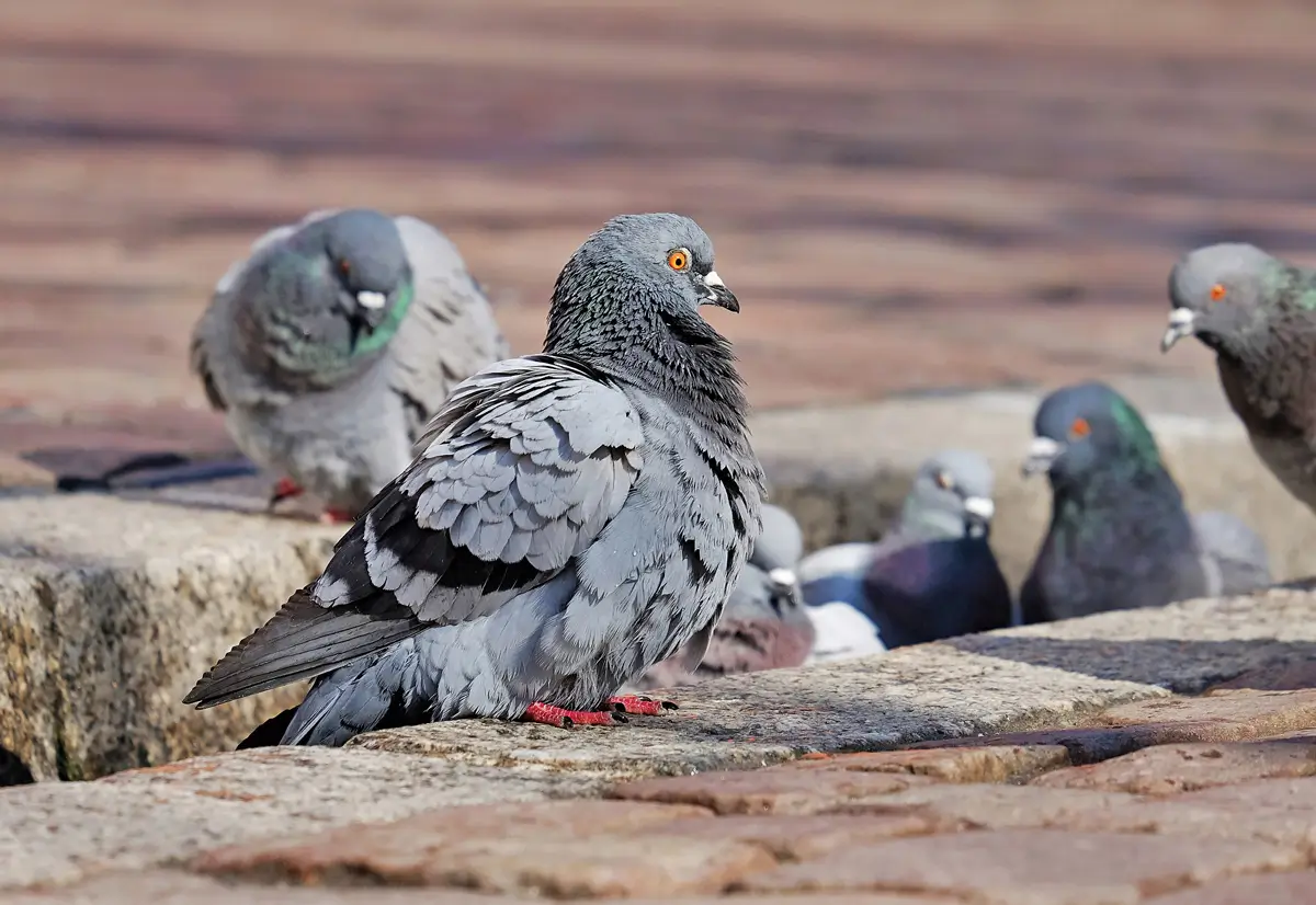 bird control abu dhabi