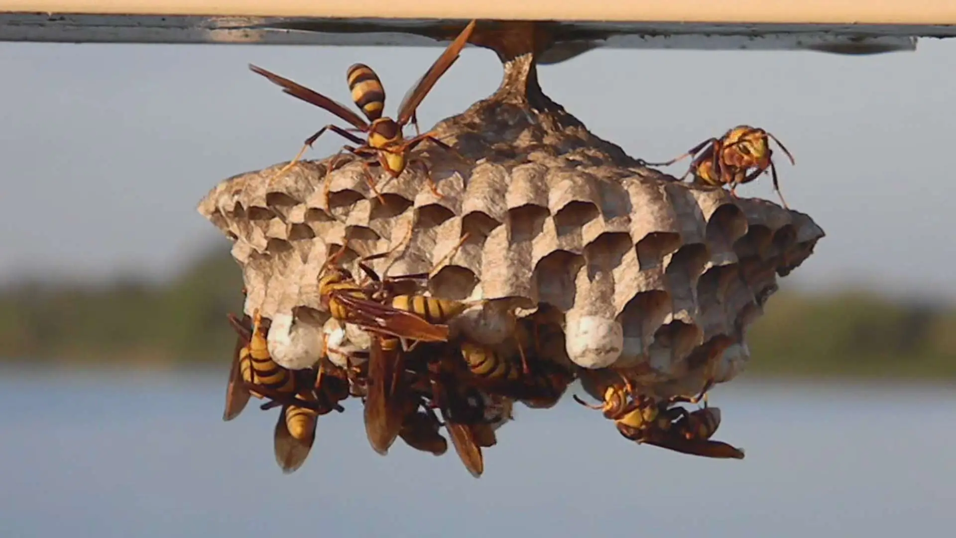 Wasp nest removal service in Abu Dhabi