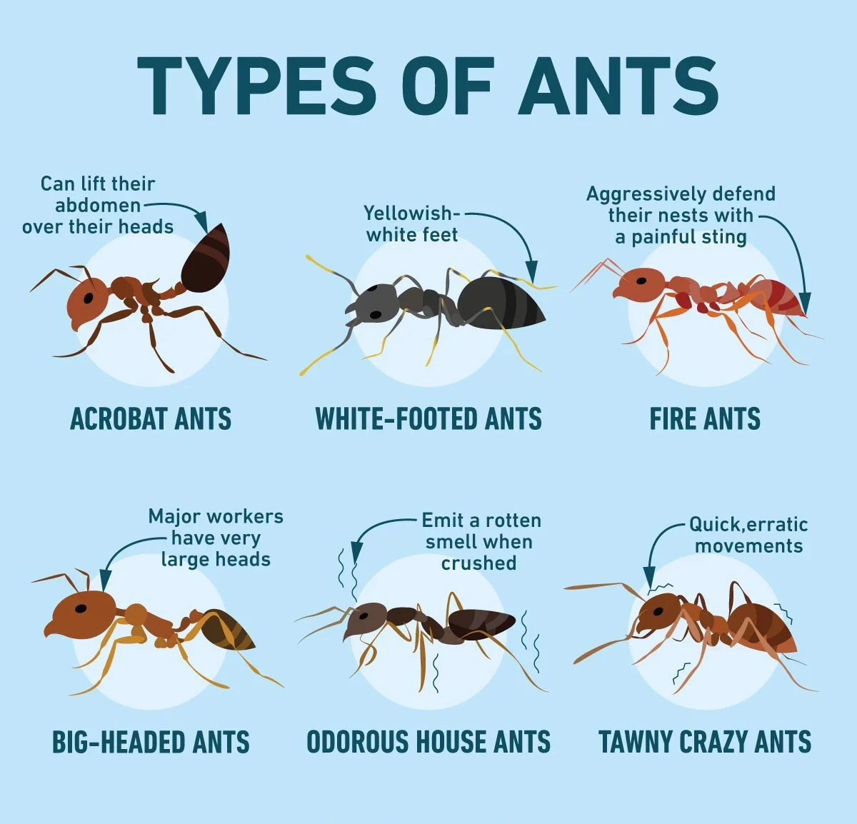 Ant Identification Guide