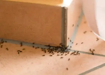 Ants Enter Buildings