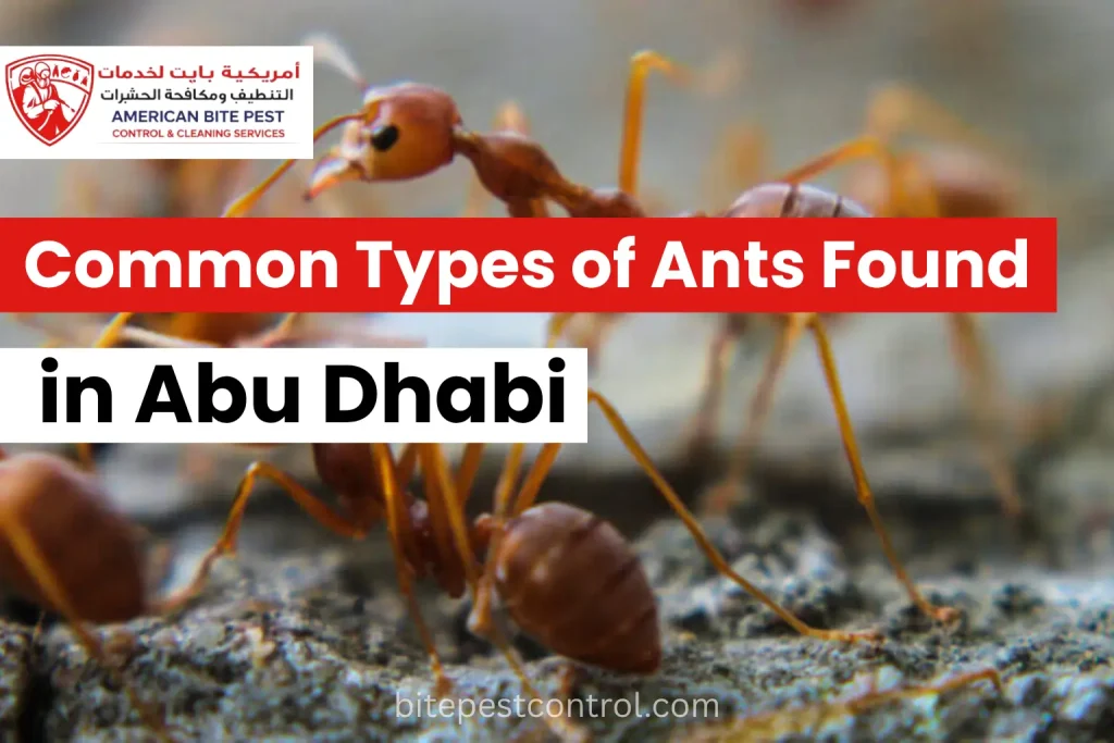 Common Types of Ants Found in Abu Dhabi