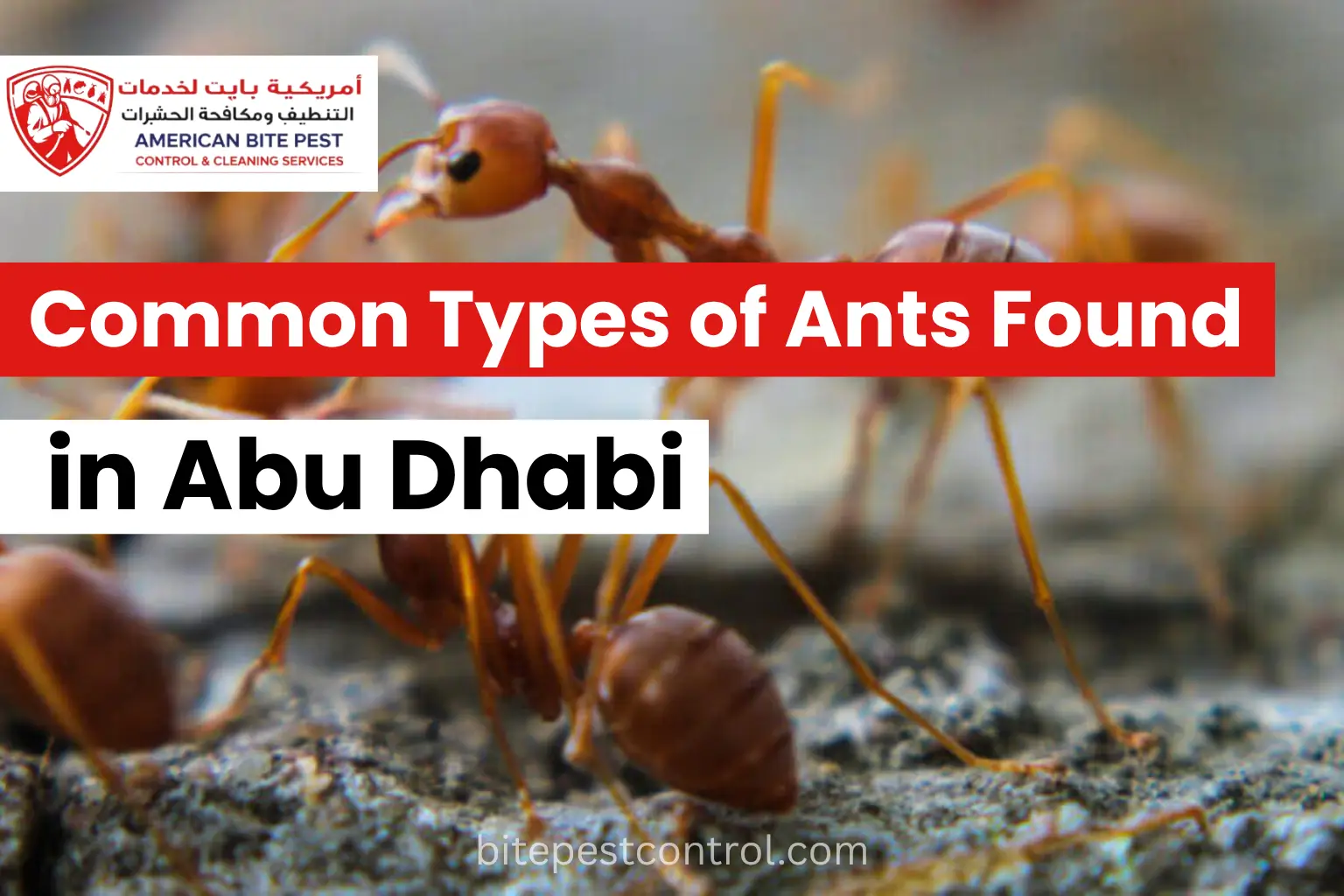 Common Types of Ants Found in Abu Dhabi