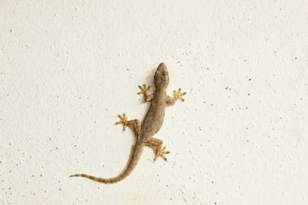 House lizard on a wall in an Abu Dhabi home