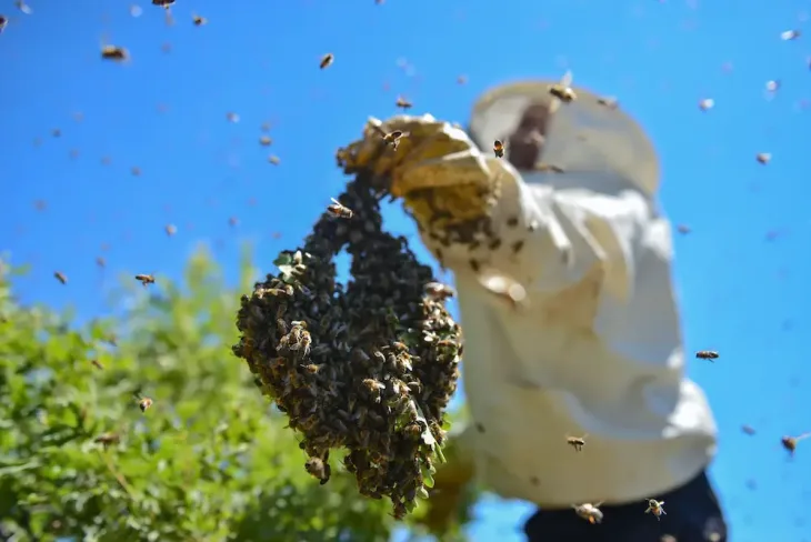 Technician in a protective suit removing a bee swarm in Abu Dhabi