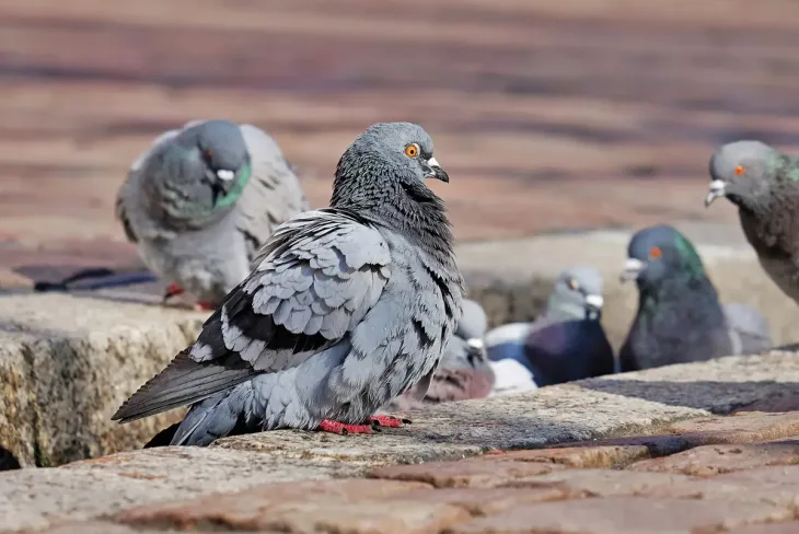 Pigeons gathering on a ledge, a common reason for bird control in Abu Dhabi