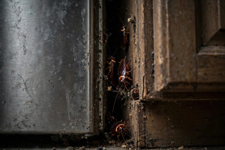 Common cockroach hiding places behind a refrigerator and kitchen cabinets in an apartment