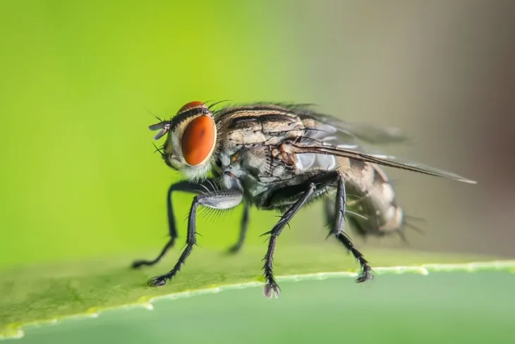 Close up of a house fly, a common pest in Abu Dhabi kitchens and food areas