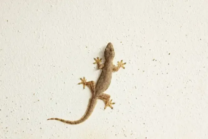House lizard on a wall inside a home in Abu Dhabi