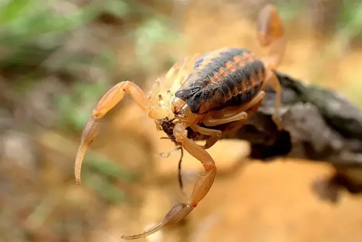 Scorpion on a rock, a pest often found around villa gardens in Abu Dhabi